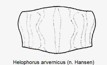 helophorus_arvernicus_hsch-1.gif