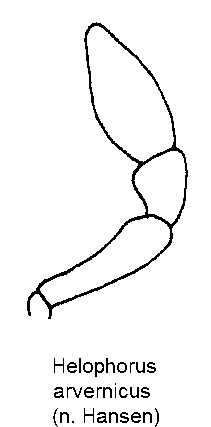 helophorus_arvernicus_ts.gif