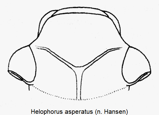 helophorus_asperatus_k.gif
