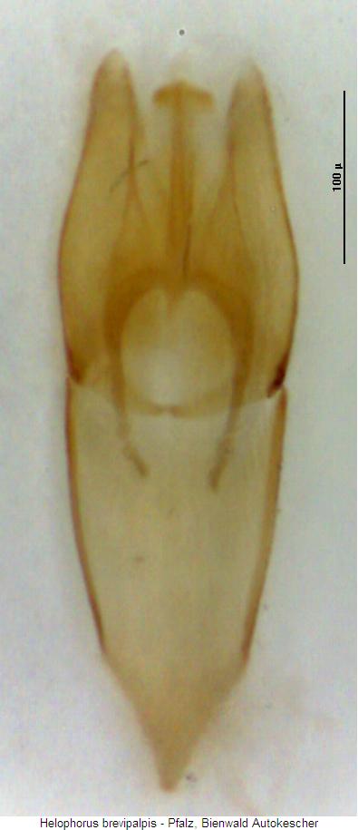 helophorus_brevipalpis.jpg