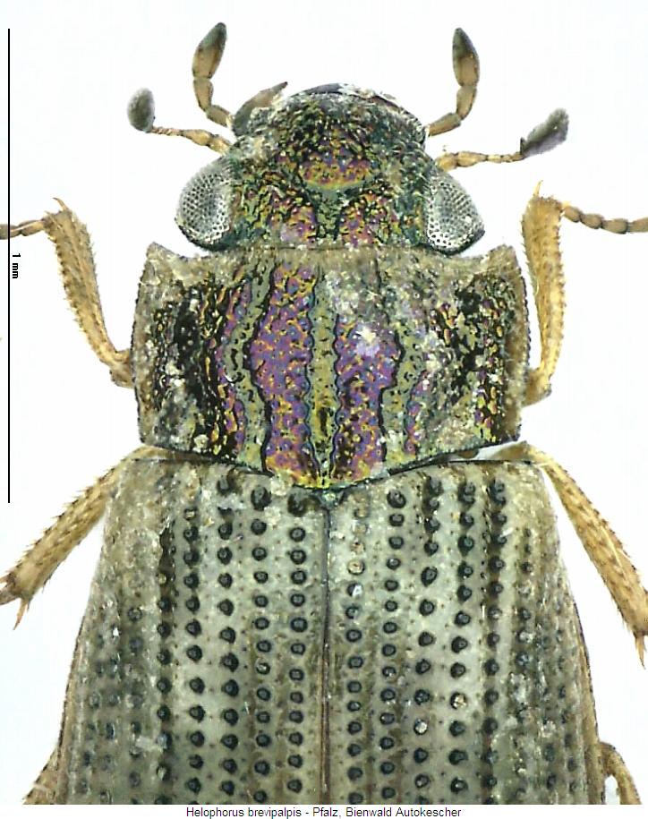 helophorus_brevipalpis_vk.jpg