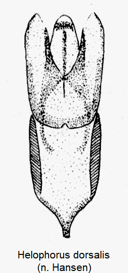helophorus_dorsalis-1.gif