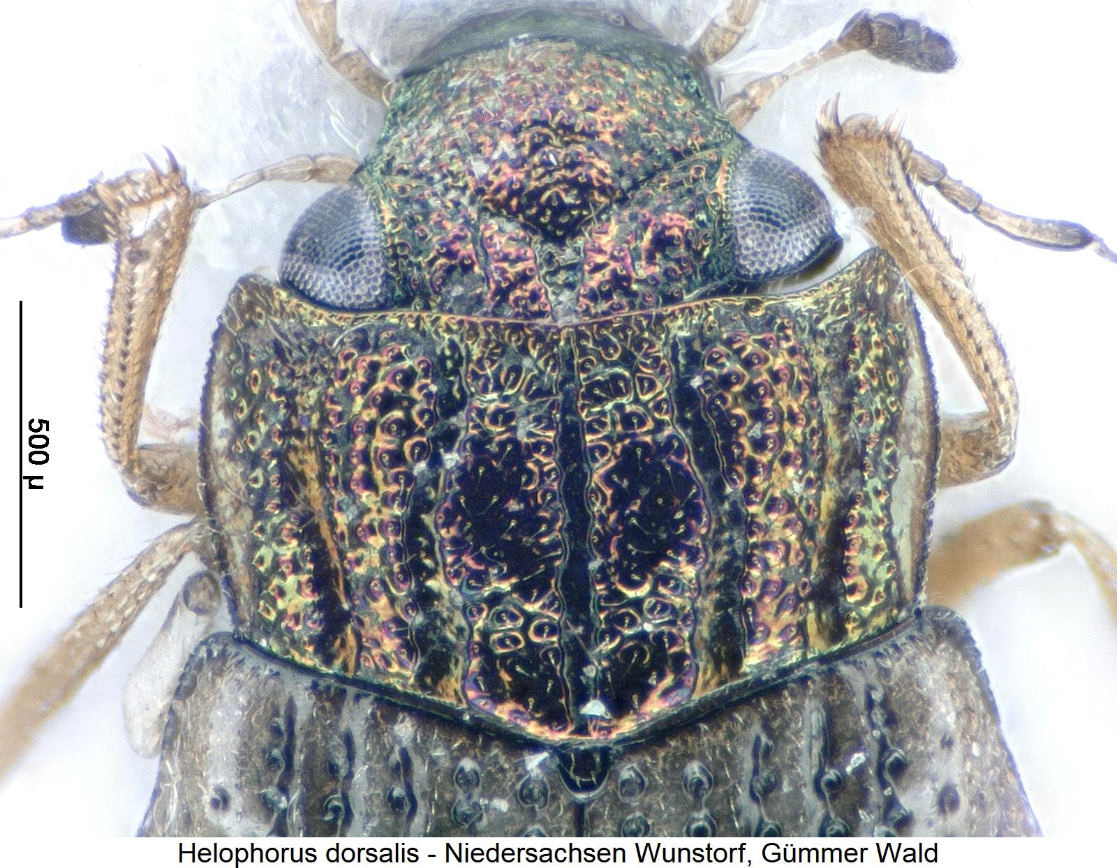 helophorus_dorsalis_vk.jpg