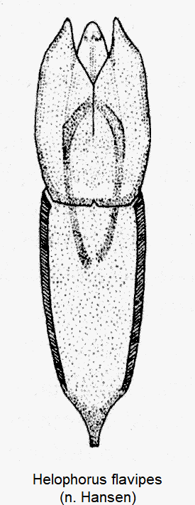 helophorus_flavipes-1.gif