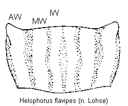 helophorus_flavipes_hsch.gif