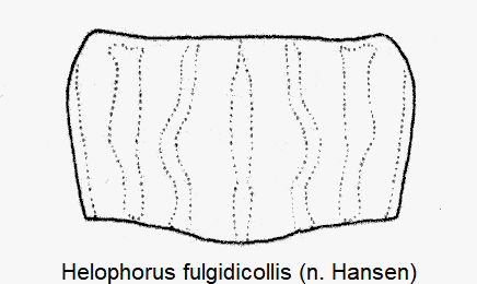 helophorus_fulgidicollis_hsch.gif