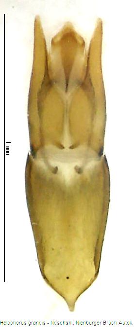 helophorus_grandis.jpg