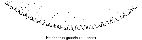 helophorus_grandis_ast.gif