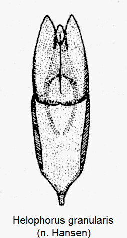 helophorus_granularis-1.gif