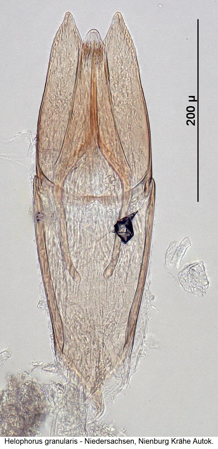 helophorus_granularis.jpg