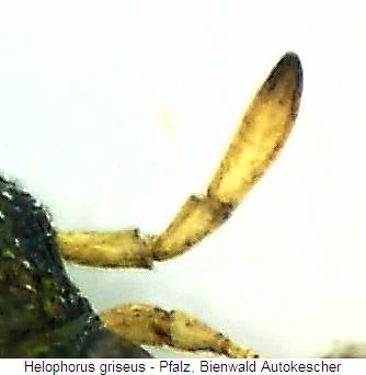 helophorus_griseus_ts.jpg