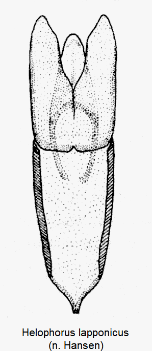 helophorus_lapponicus.gif
