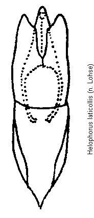helophorus_laticollis.gif
