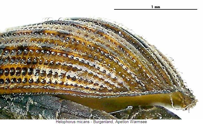 helophorus_micans_fld.jpg