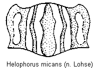 helophorus_micans_hsch.gif