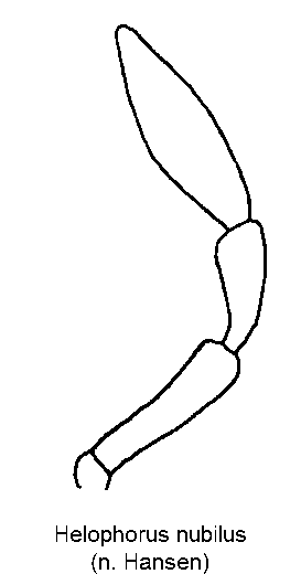 helophorus_nubilus_ts.gif