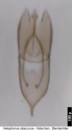 helophorus_obscurus.jpg
