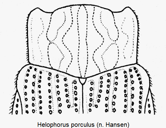 helophorus_porculus_vk.gif