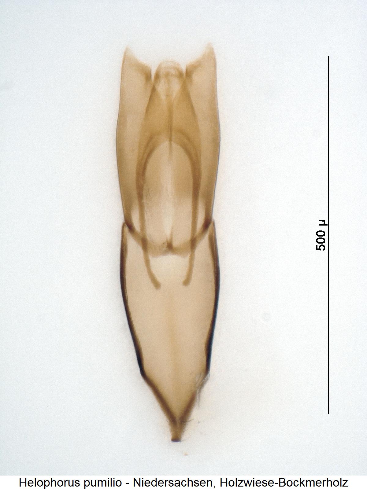 helophorus_pumilio.jpg