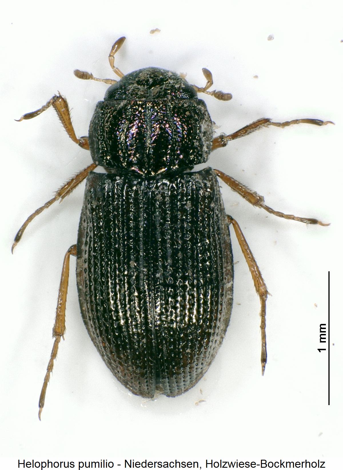 helophorus_pumilio_hab.jpg