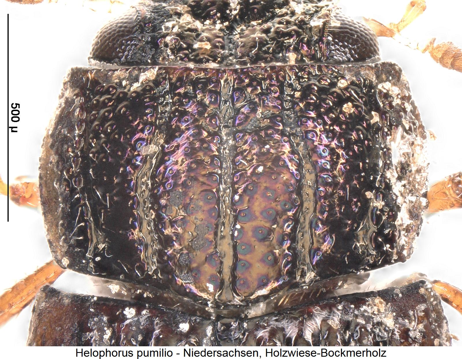 helophorus_pumilio_hsch.jpg