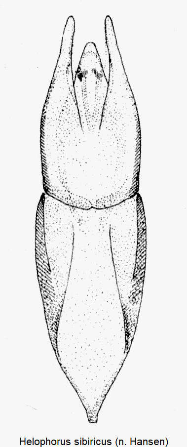 helophorus_sibiricus.gif