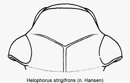 helophorus_strigifrons_k.gif