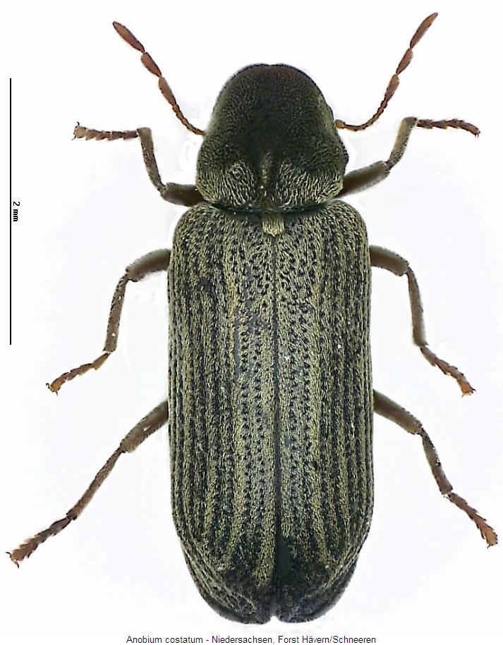 hemicoelus_costatum_hab3.jpg
