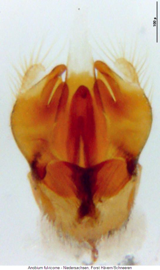 hemicoelus_fulvicorne3.jpg