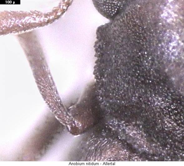 hemicoelus_nitidum_hsch.jpg