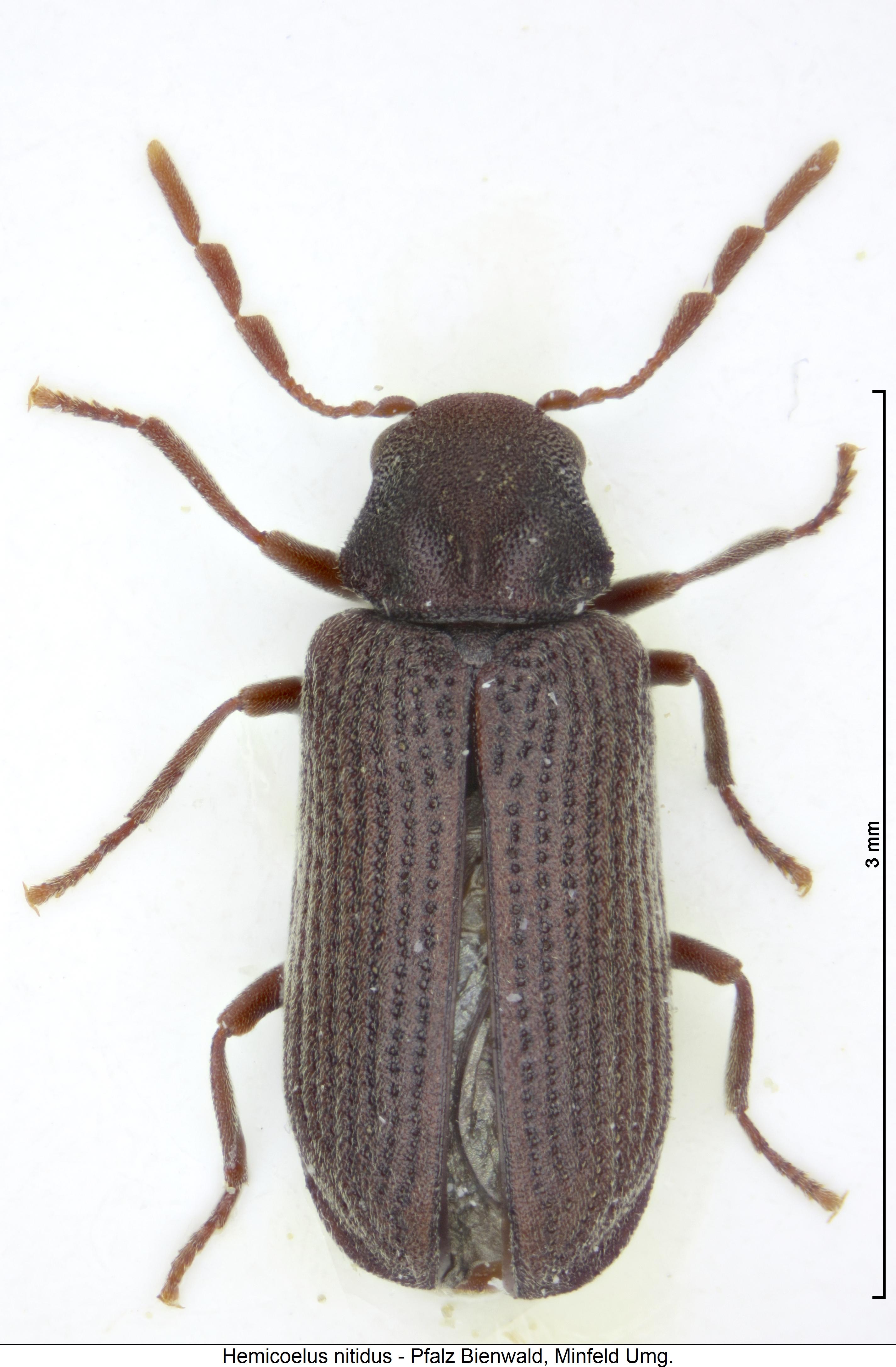 hemicoelus_nitidus_hab.jpg