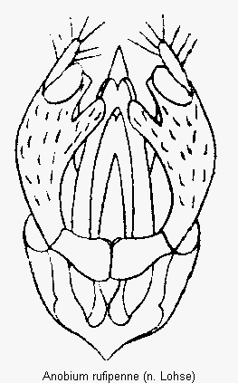 hemicoelus_rufipenne.gif