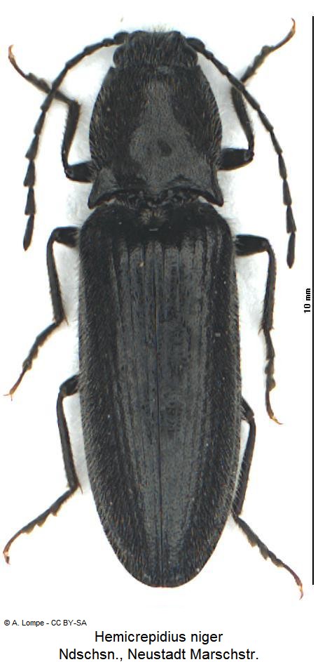 hemicrepidius_niger_hab.jpg