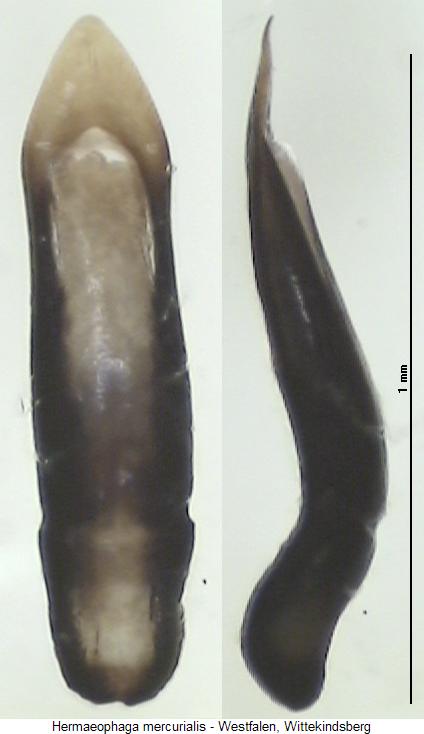 hermaeophaga_mercurialis.jpg