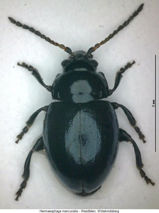 hermaeophaga_mercurialis_hab.jpg