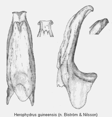 herophydrus_guineensis.gif