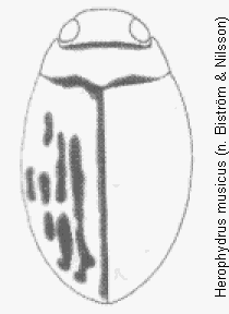 herophydrus_musicus_hab.gif