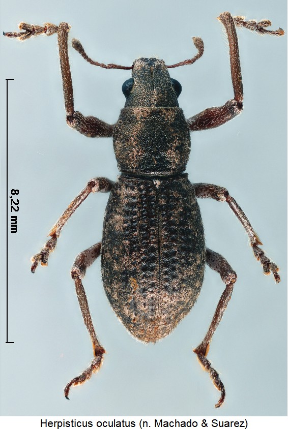 herpisticus_oculatus_hab.jpg