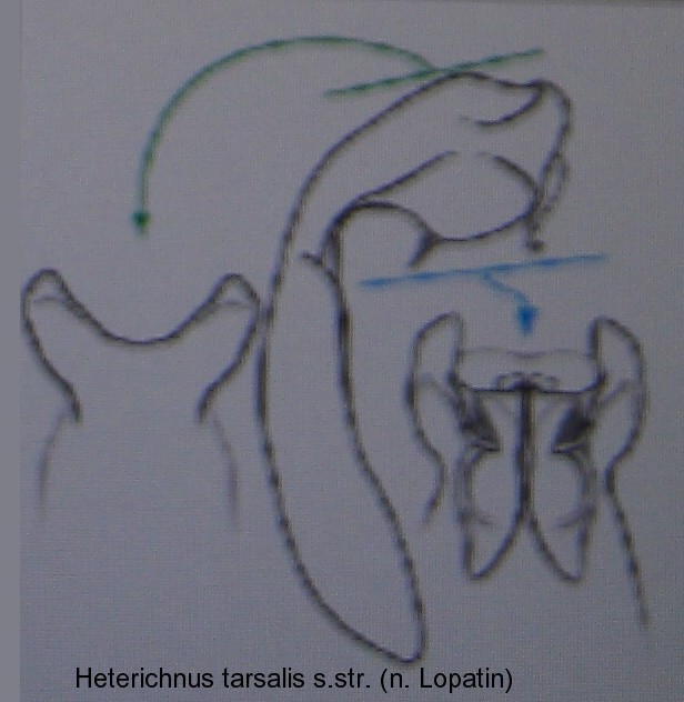 heterichnus_tarsalis_aed.jpg