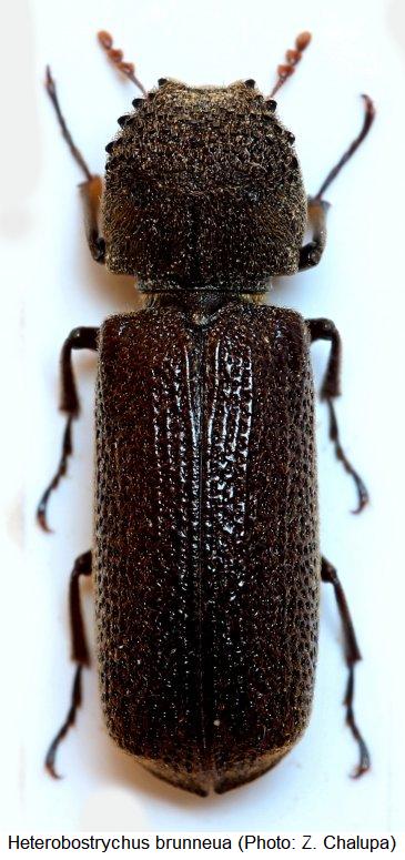 heterobostrychus_brunneus_hab1.jpg