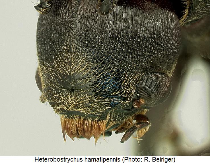 heterobostrychus_hamatipennis_k.jpg