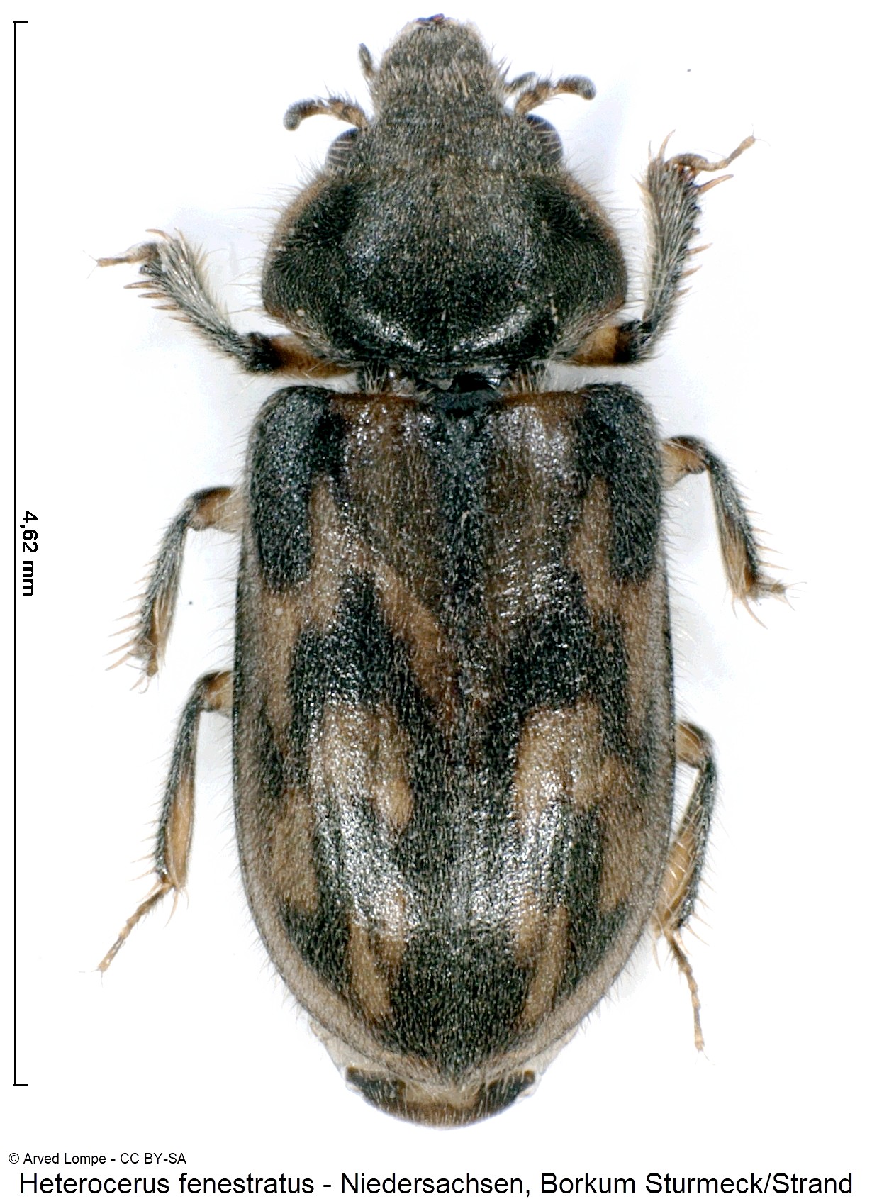 heterocerus_fenestratus_ck33155788_hab.jpg