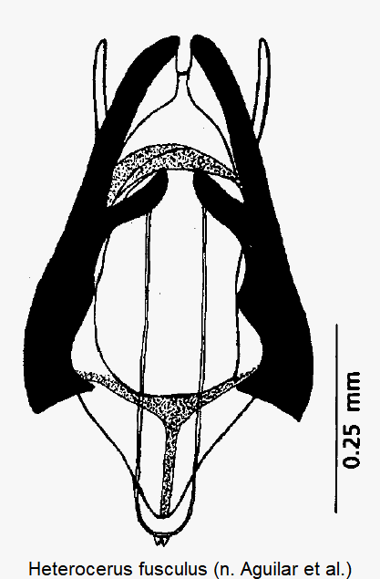 heterocerus_fusculus2.gif
