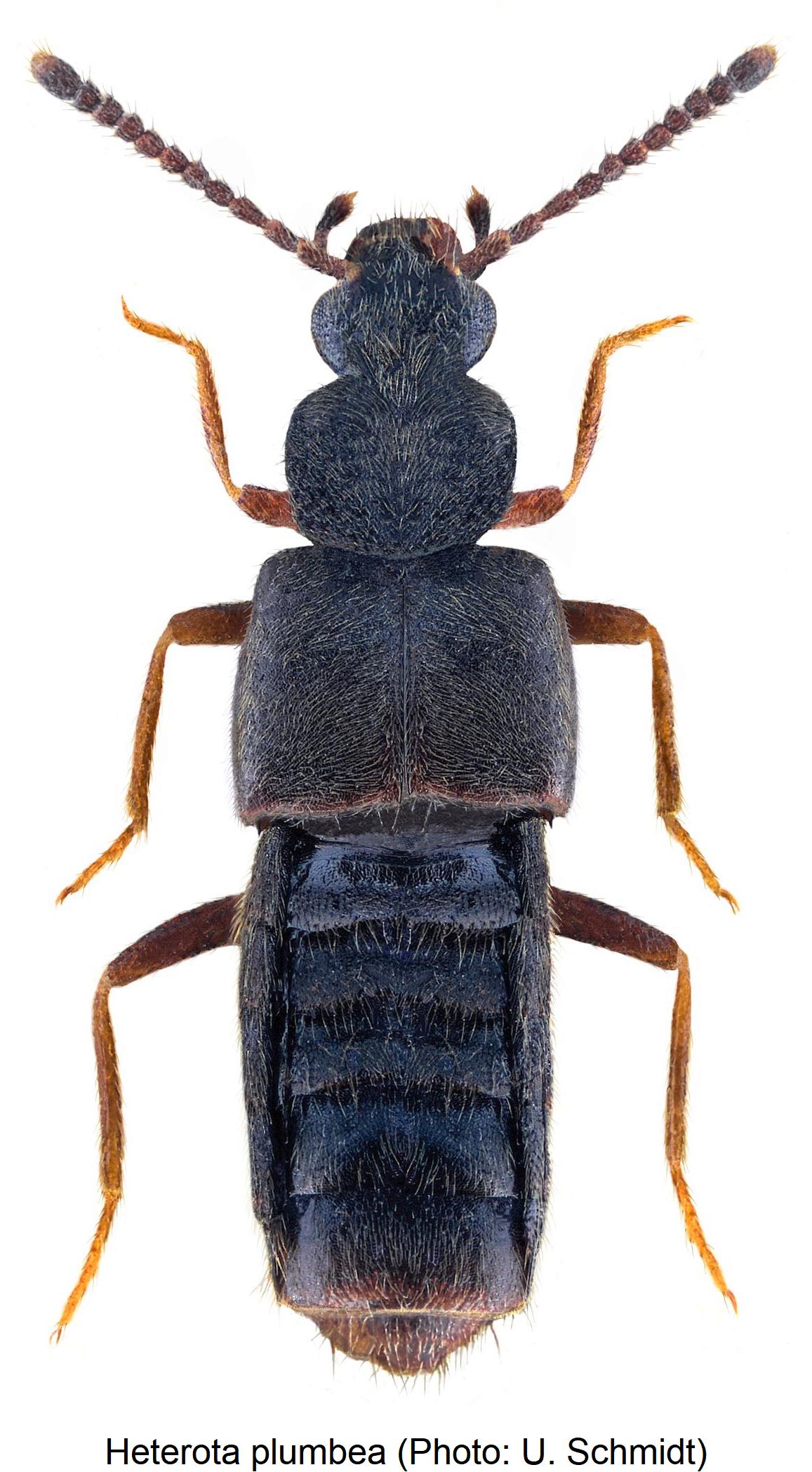 heterota_plumbea_hab.jpg