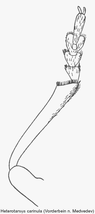 heterotarsus_carinula_vb.gif