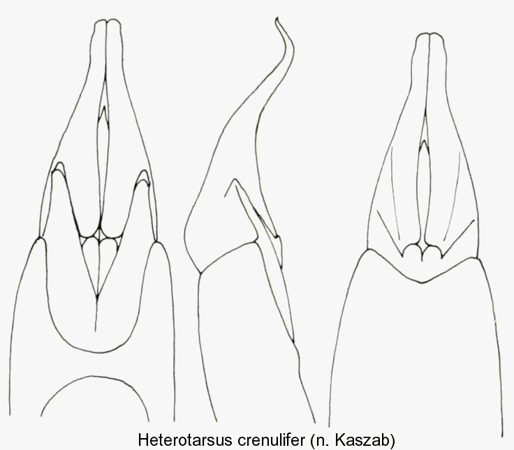 heterotarsus_crenulifer_aed.gif