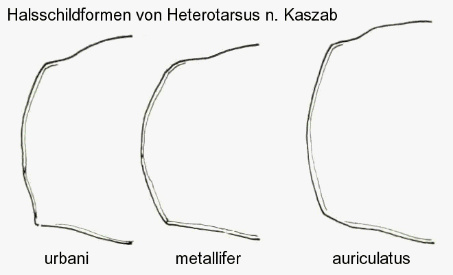 heterotarsus_hsch.gif