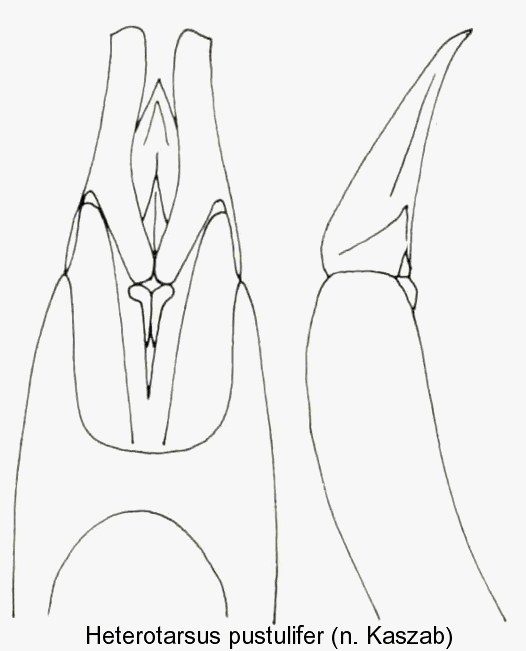 heterotarsus_pustulifer_aed.gif
