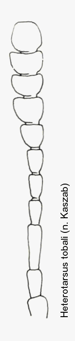 heterotarsus_tobali_f.gif