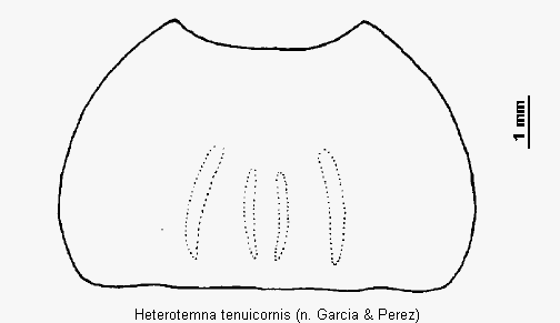 heterotemna_tenuicornis_hsch.gif